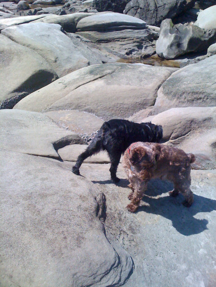 dogs-and-rocks