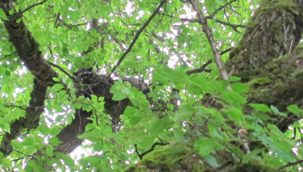 raccoon in a crow's nest, Woodland Park